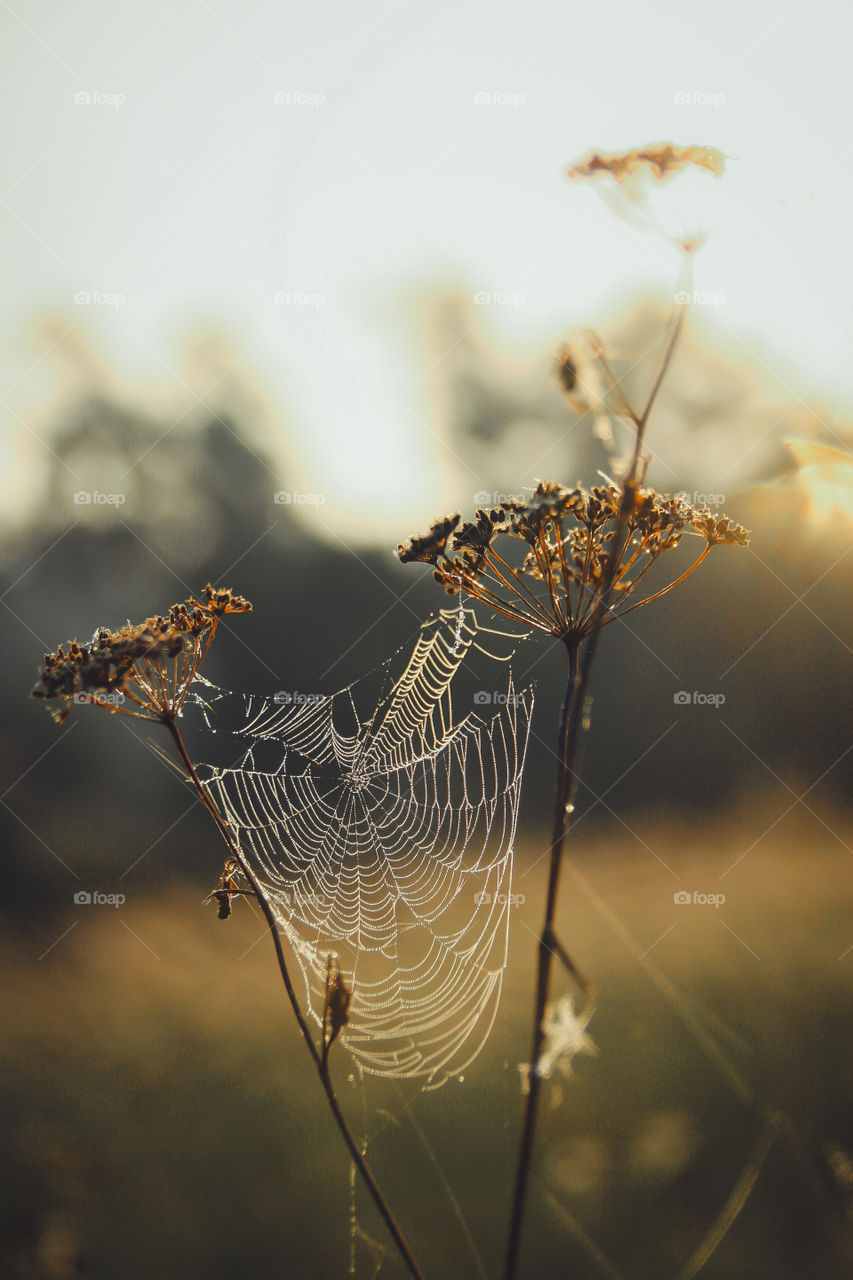 Spiderweb in misty morning 