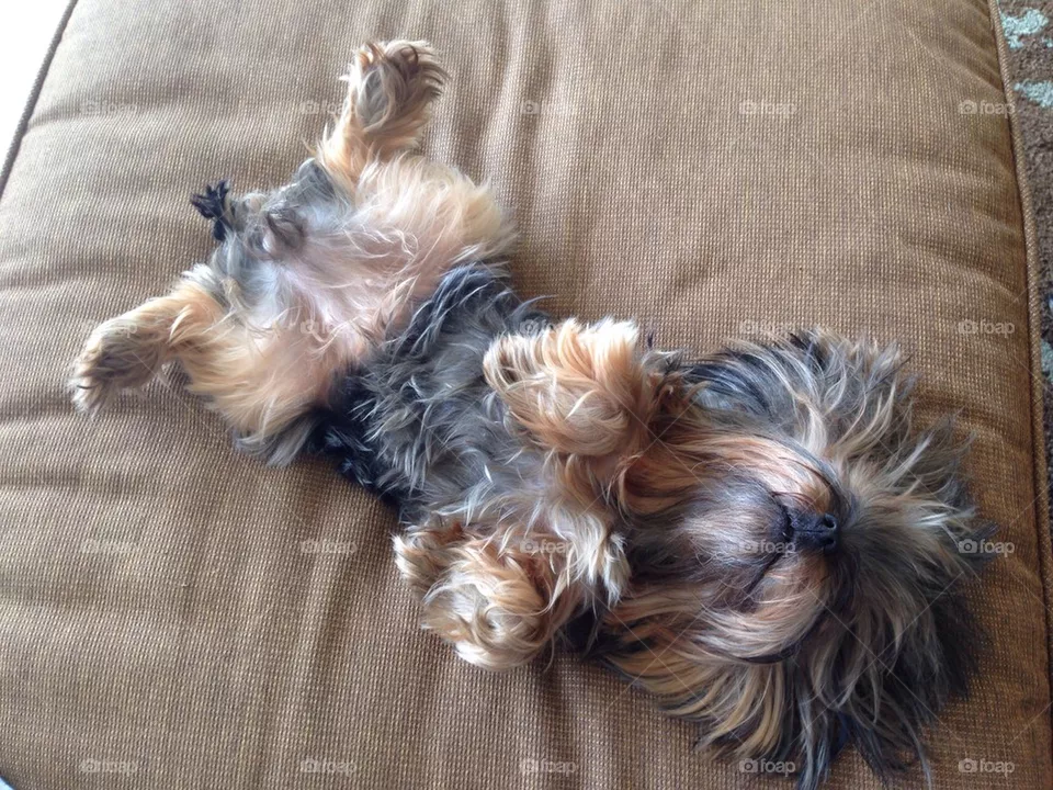 Lazy puppy