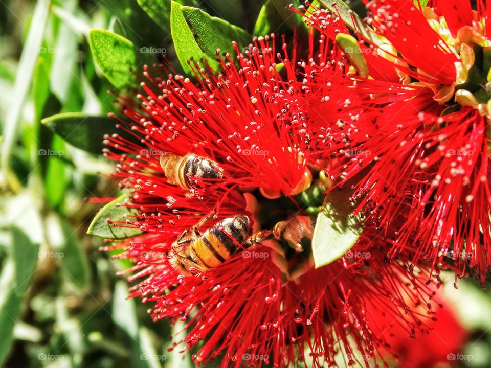 Bee Pollinating Red Flower