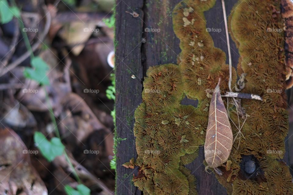 moss and dry leaf