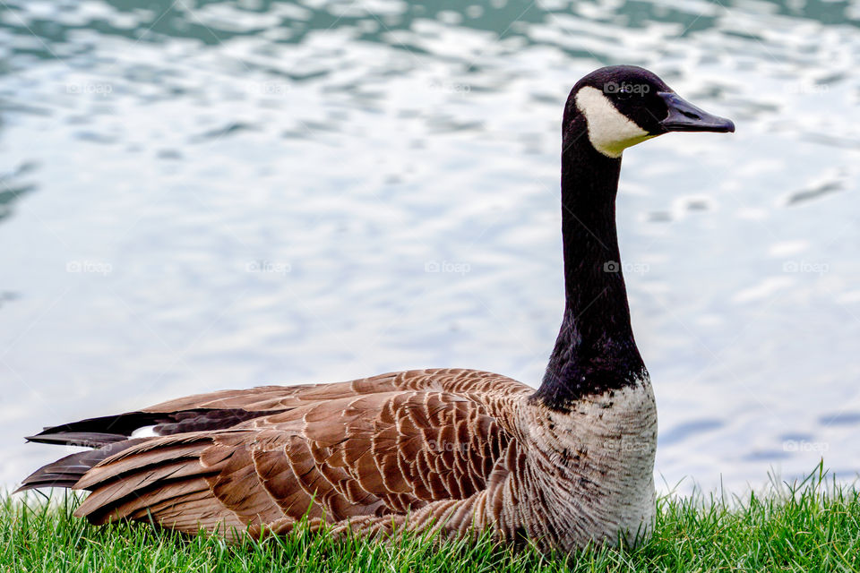 goose