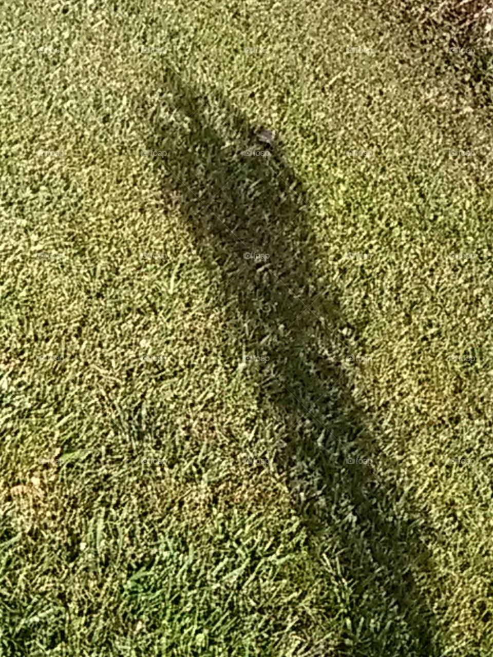 butterfly bush shadows