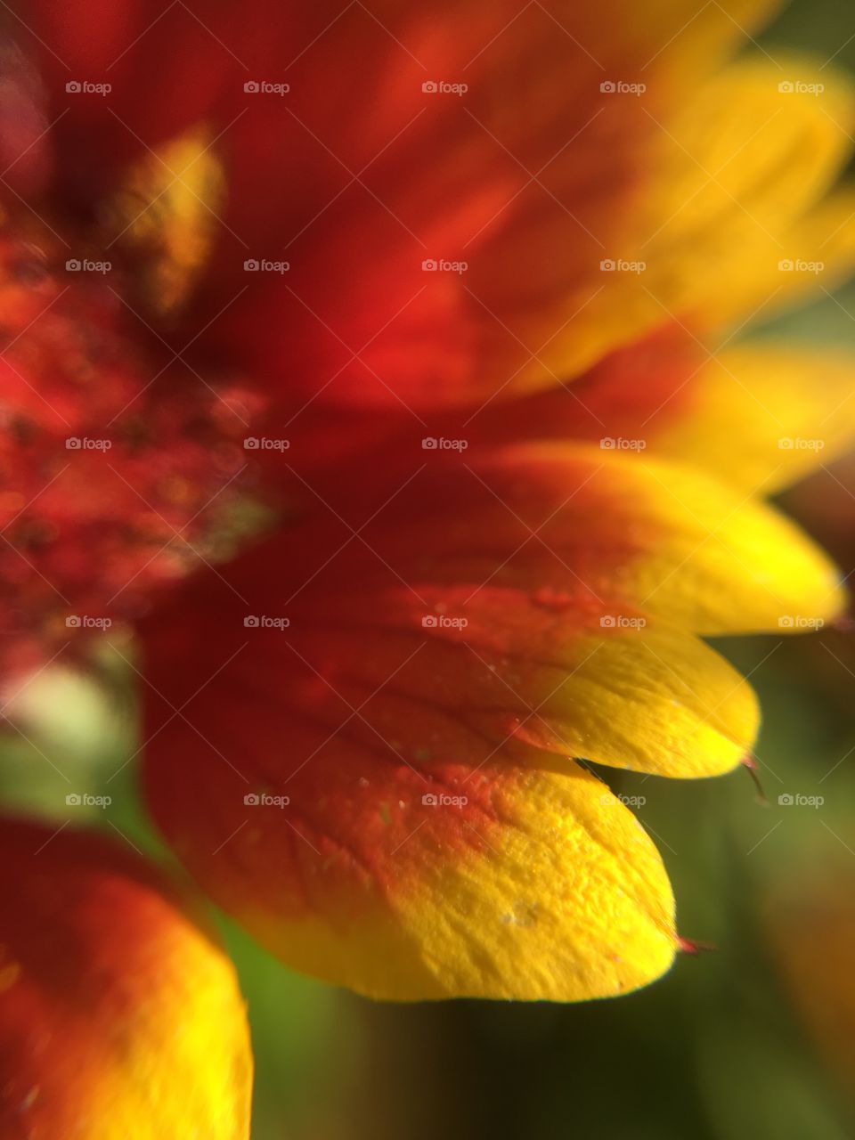 Orange yellow petals closeup