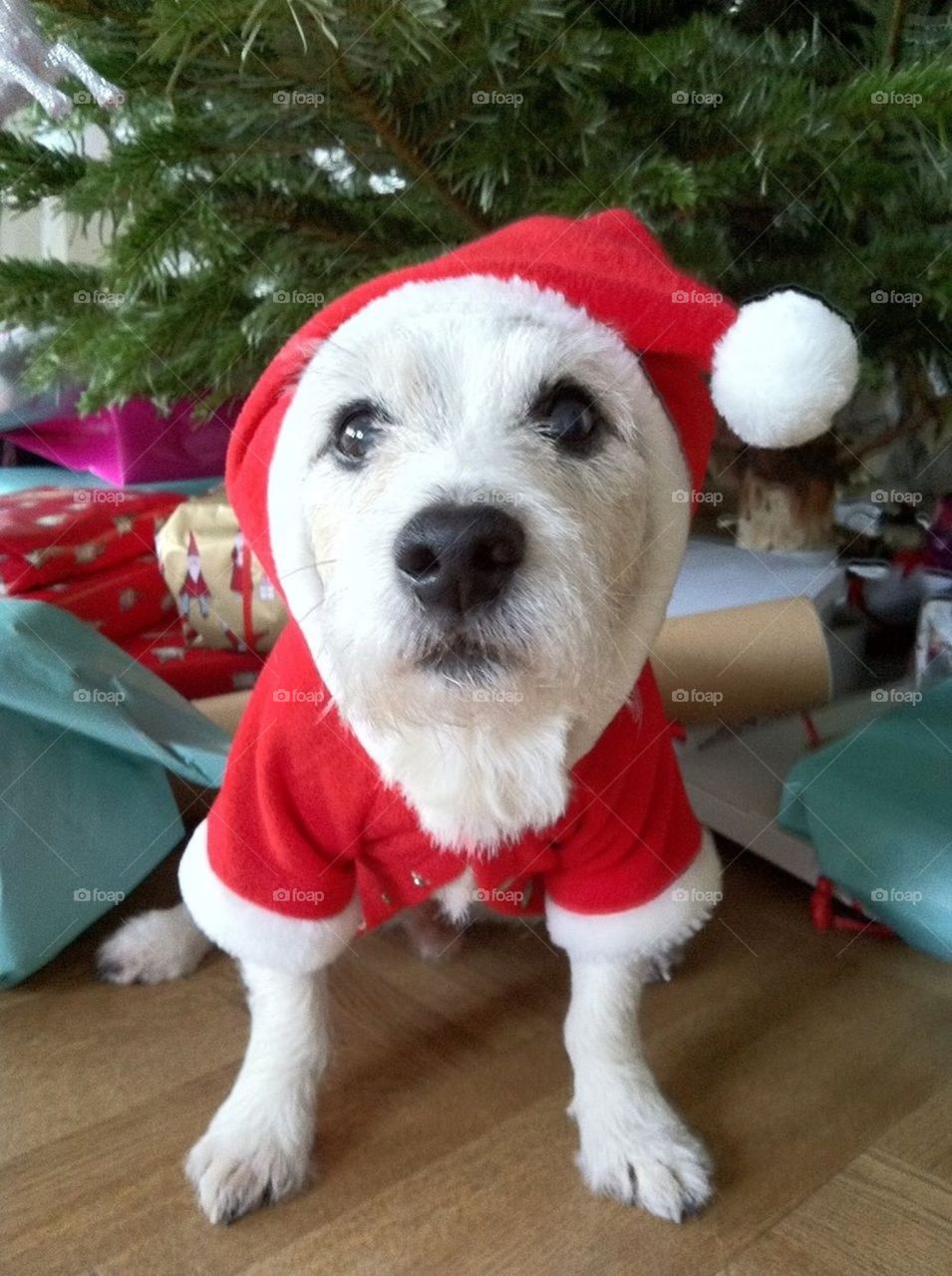 Jack Russel santa