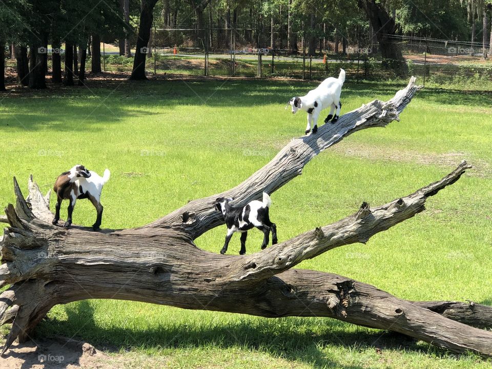 Playground for goats