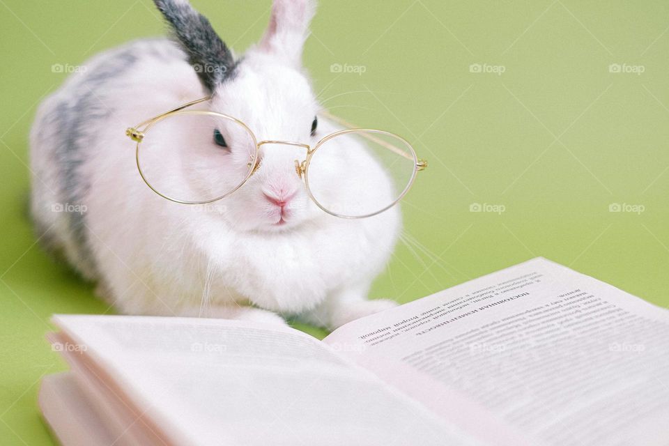 reading bunny