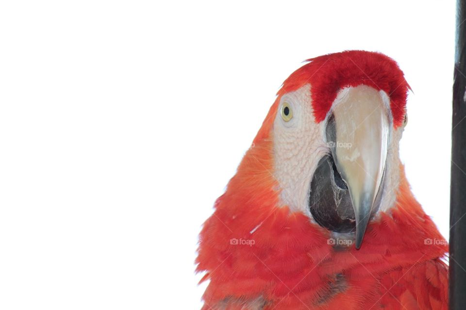 Macaw