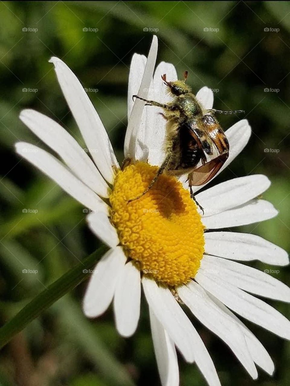 “Float like a butterfly, sting like a bee. Let me tell ya 'bout the birds and the bees. And the flowers and the trees.”