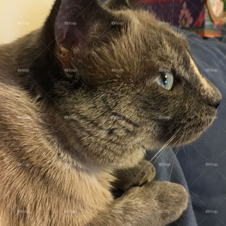 Pensive kitty