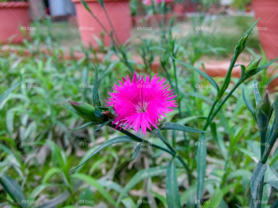 Nature, Summer, Flora, Flower, Garden