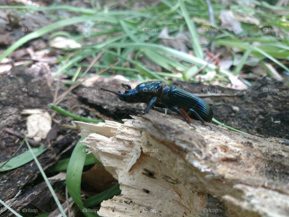 Horned Black Beetle