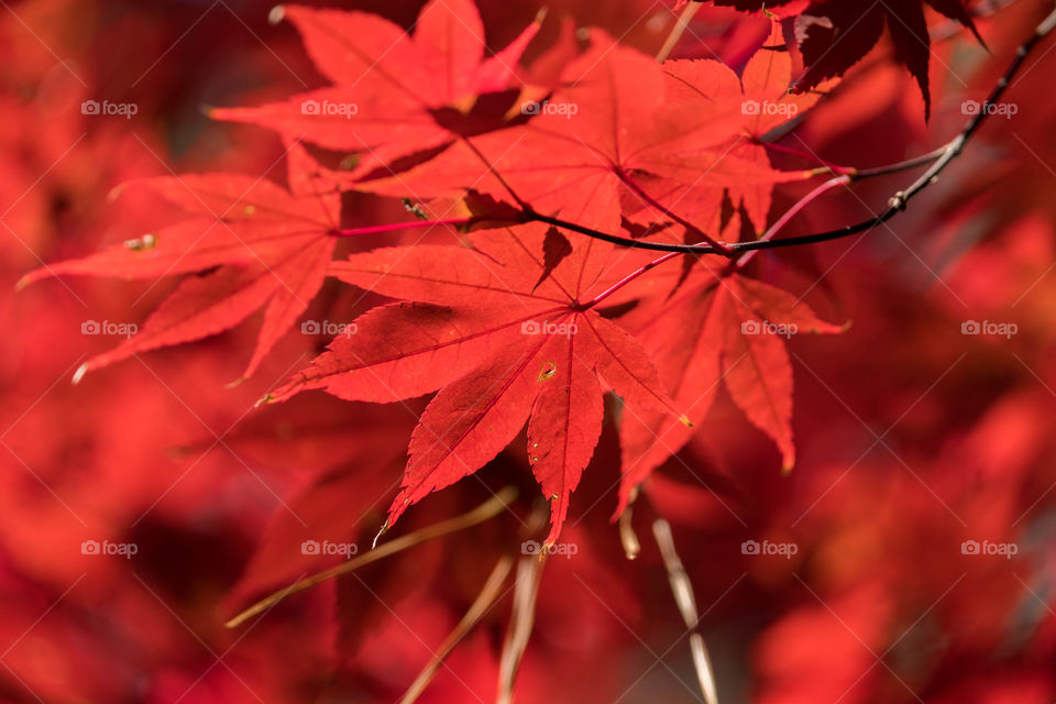 Foap, Color vs Black and White: The brilliant red foliage of a Japanese maple at Crowder Park in Apex North Carolina. 
