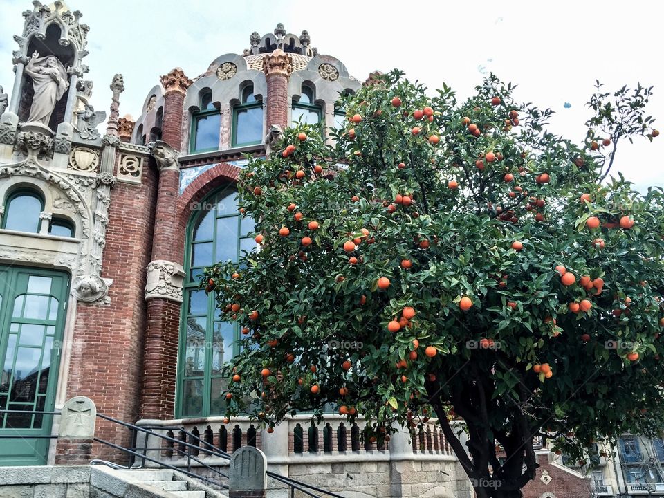 Orange Tree at University of Barcelona 