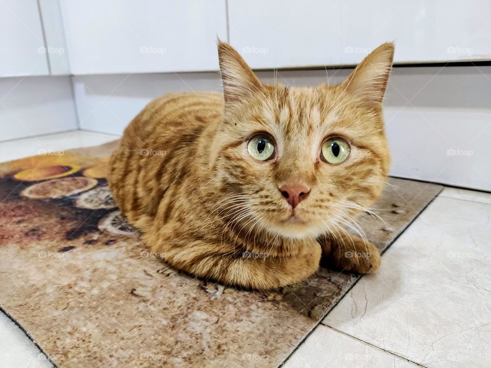 This cat is a mother, with childrens in her loving presence 😍❤️
این گربه یک مادر است، همراه با فرزندانش در وجود عاشقانه
#گربه #عشق #مادر #فرزند #زندگی #پشتیبان
#cat #love #mother #life #support
این تصویر با موبایل عکاسی شده است 🐈