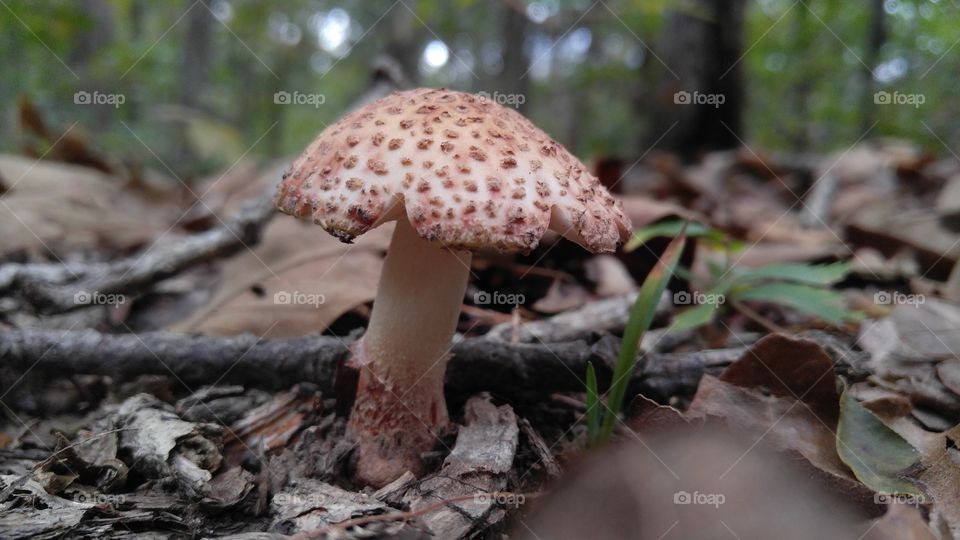 Textured Mushroom