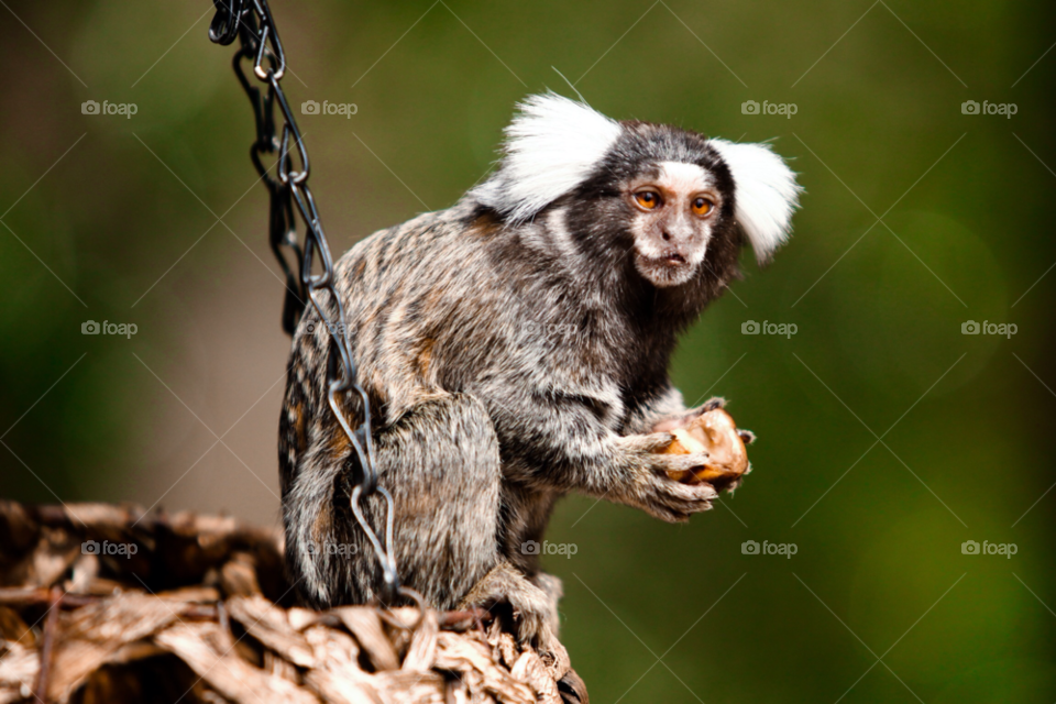 nature england creative monkey by maapu