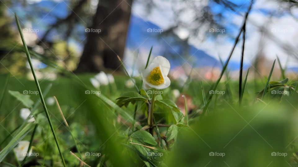frühling • spring