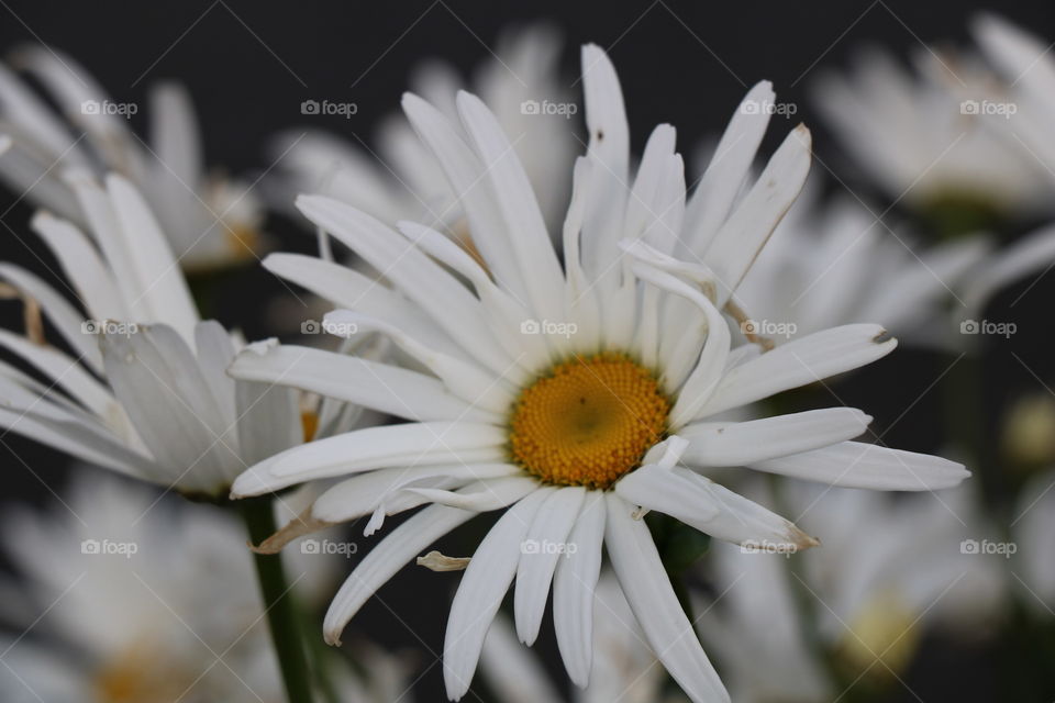 Daisies 