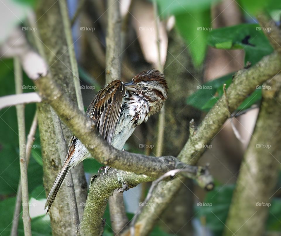 Sparrow grooming after bathing