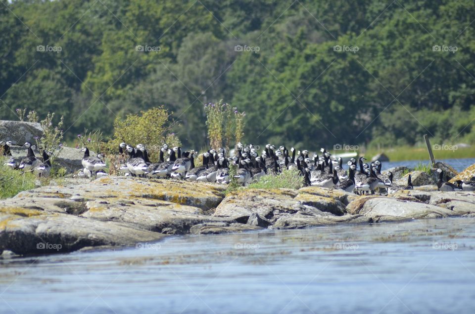 Flock of geese