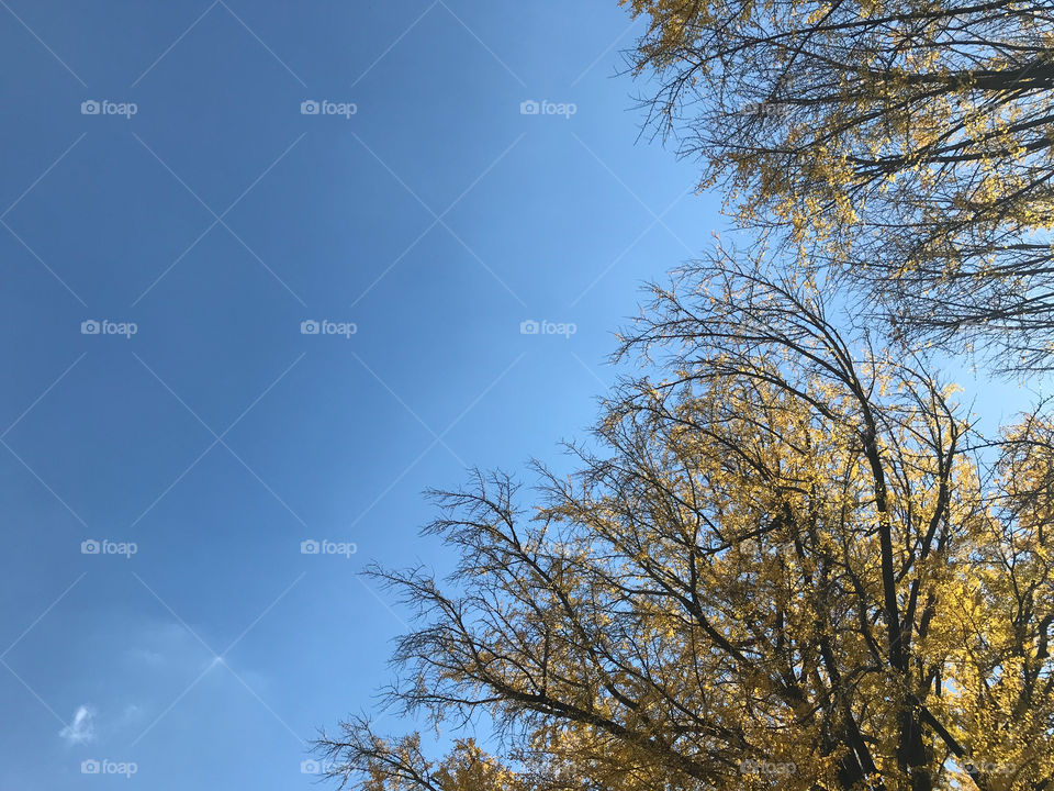 two big yellow ginkgo trees at the right side of frame with bright blue summer sky on background in Tokyo, Japan