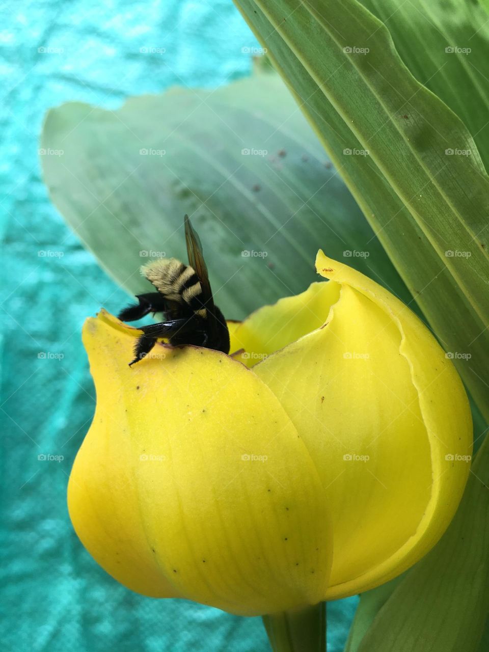 Beautiful yellow flower. Spring