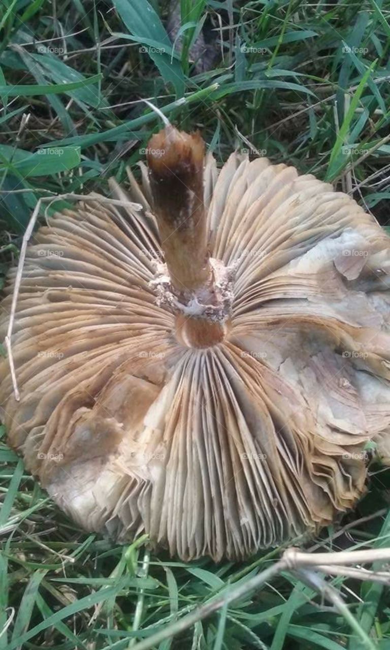 Mushroom Funky