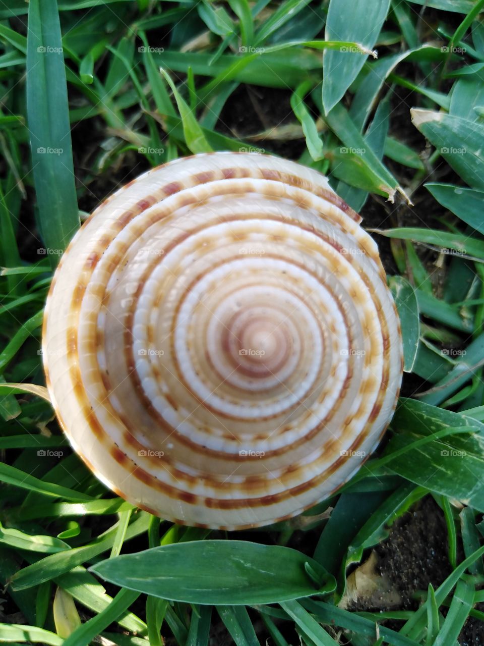 Sea shell