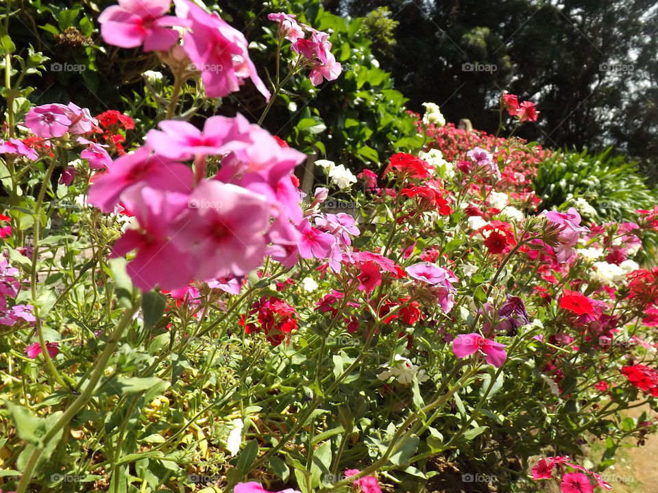 Phlox paniculata, commonly called autumn phlox or garden phlox in shades of pink and red.