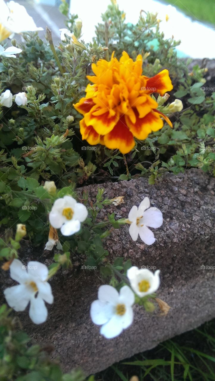 clearly close-up autumn flower.