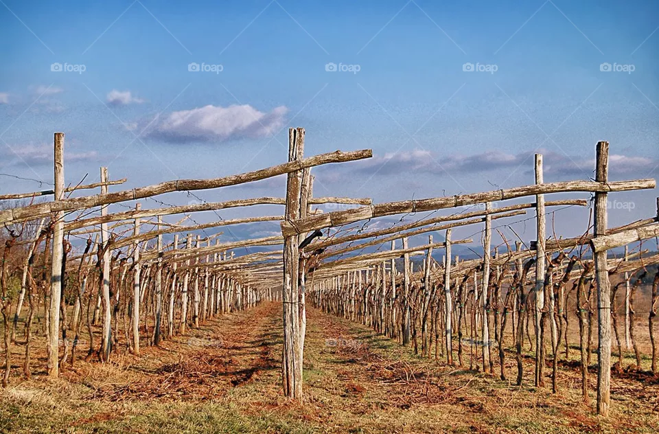 Vineyard