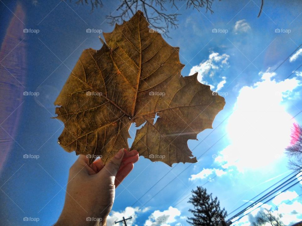 sky nature sun leaf by EthaNox