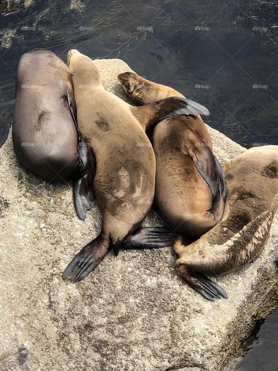 Sea Lion hug