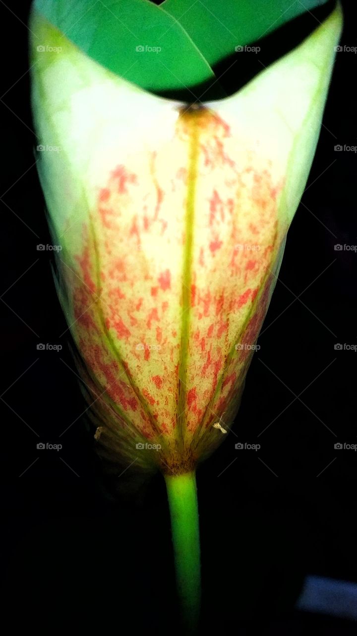 Beautiful portrait of an under surface of a lotus leaf in the dark background