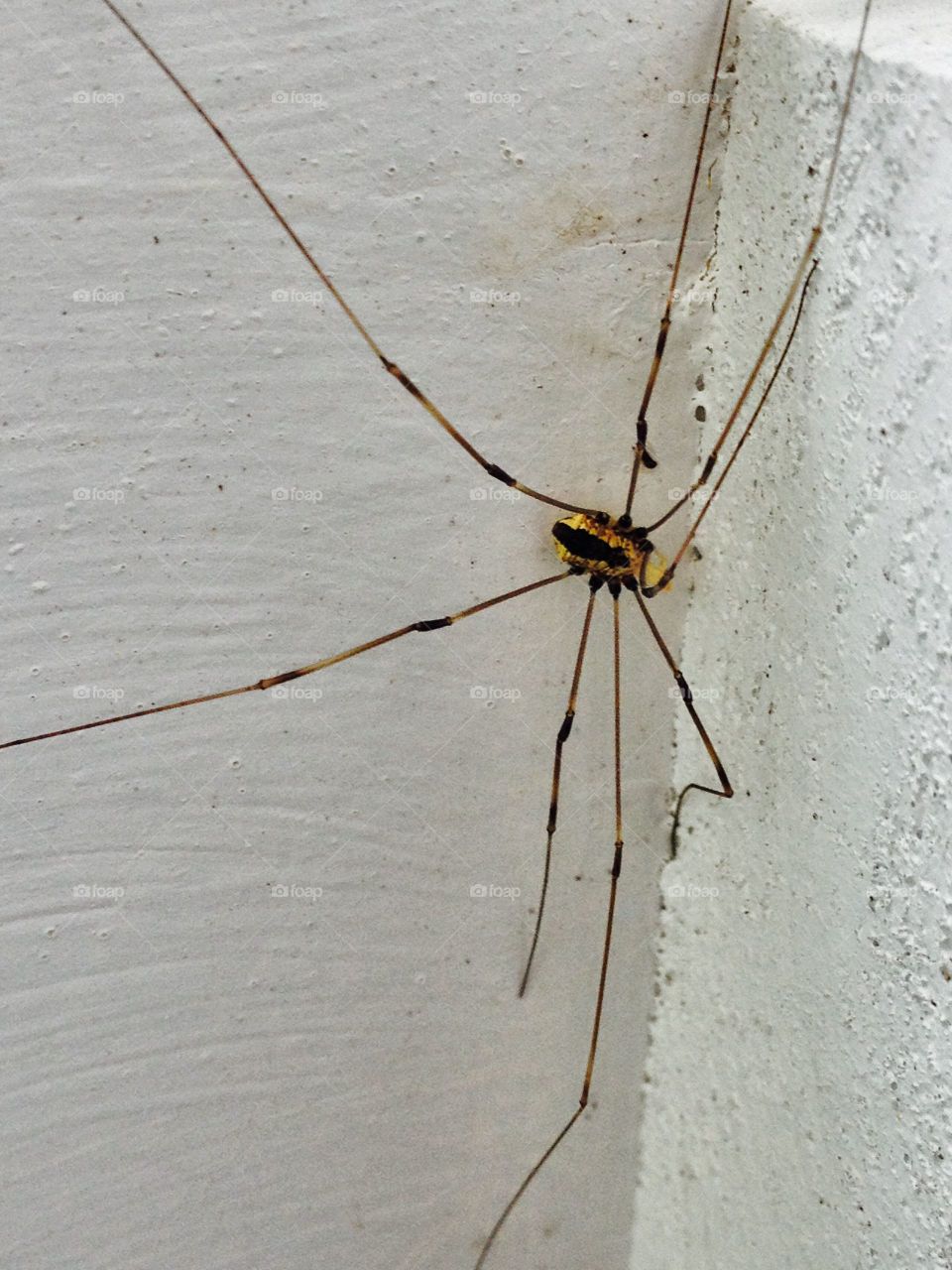 Daddy Longlegs Spider in cement corner under window overhang.