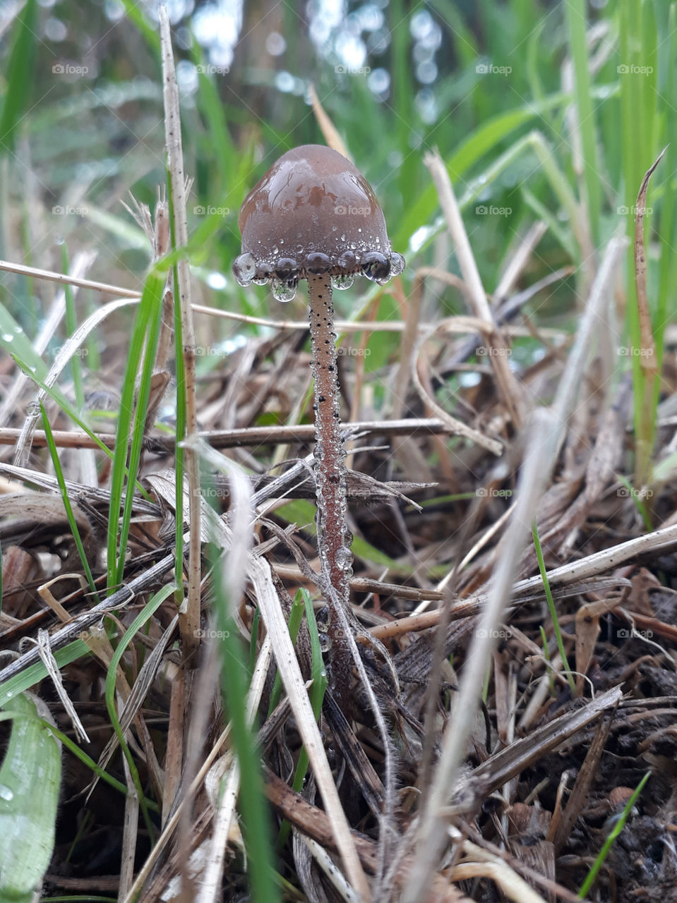 mushroom in the end of the world