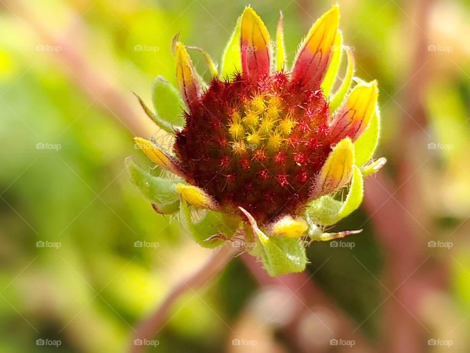 Colorful red and yellow native Texas wild flower.  Gaillardia pulchella also known as firewheel,  Indian blanket, Indian blanketflower, or sundance.