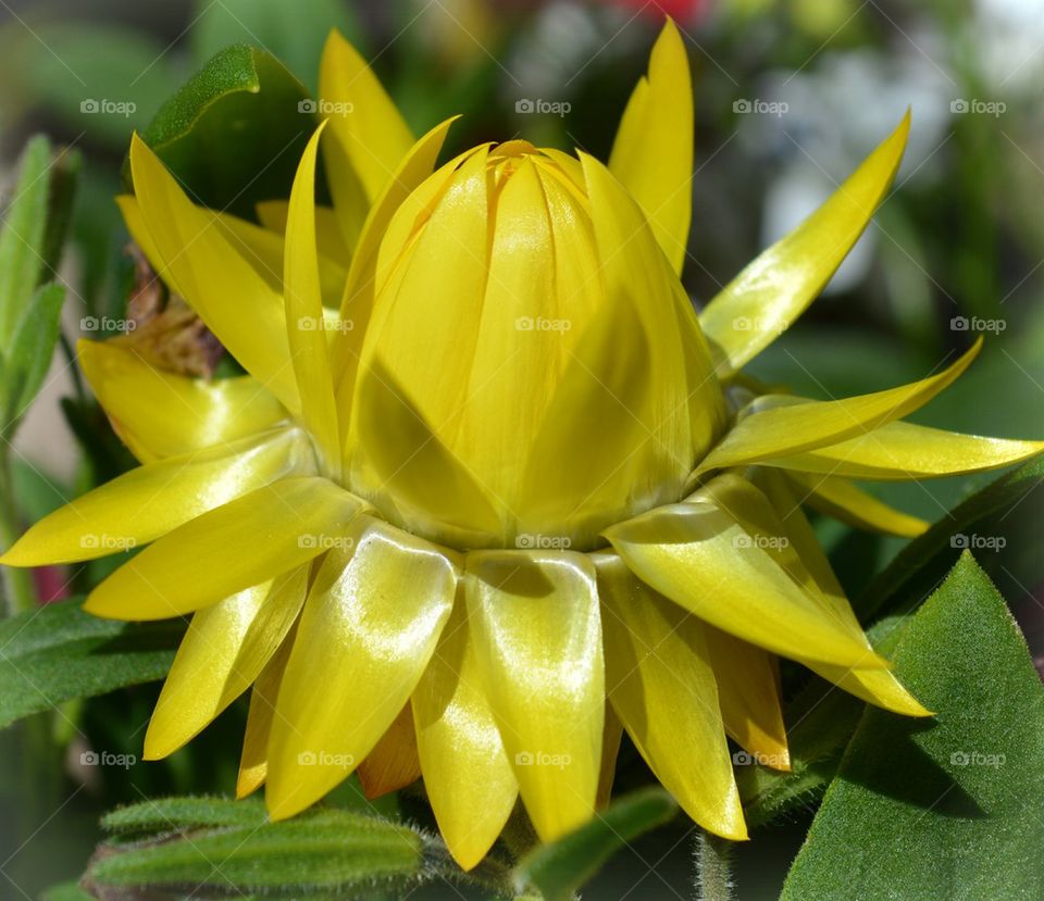 yellow flower