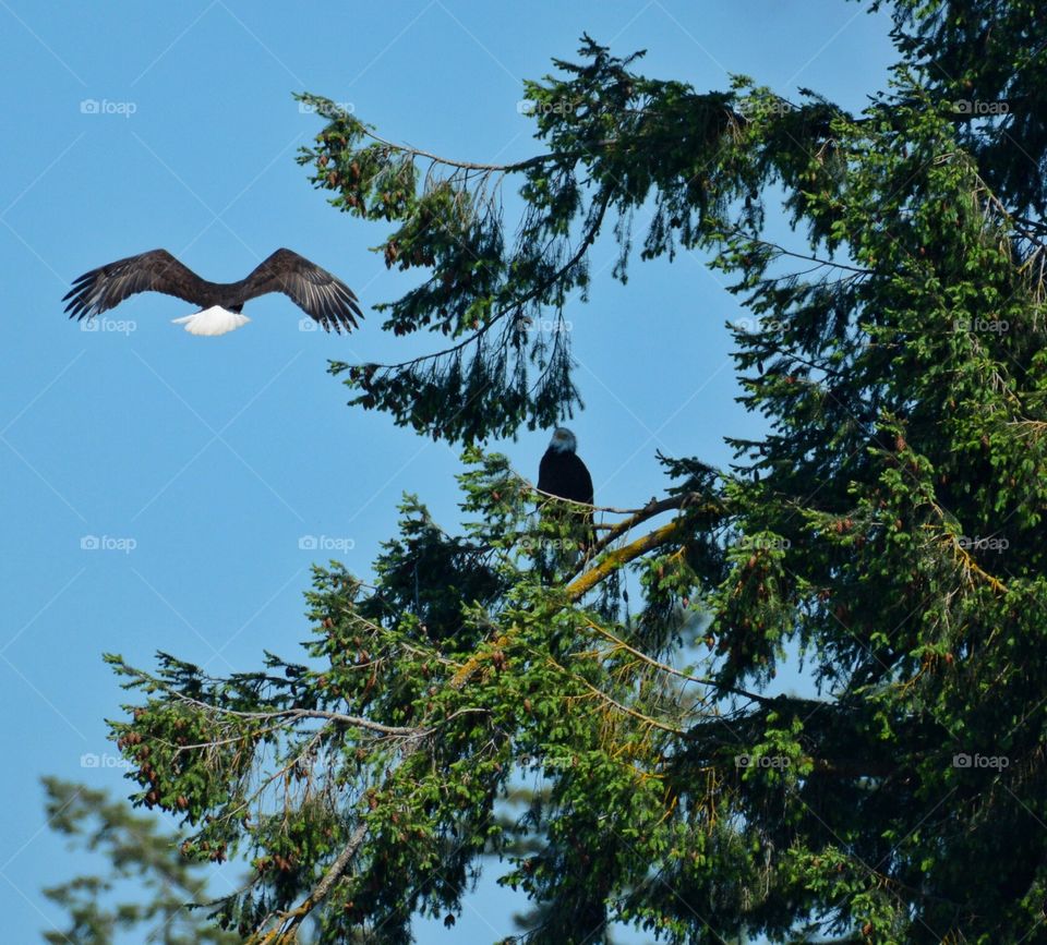 Eagle couple