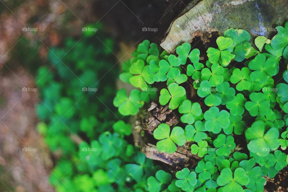 Clover