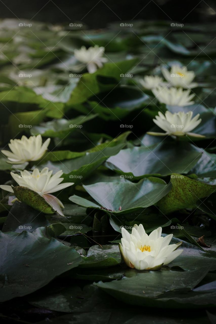 Water lilies