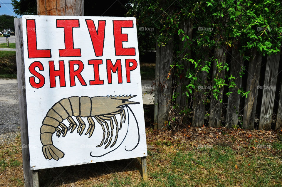 Live shrimp for sale. 
