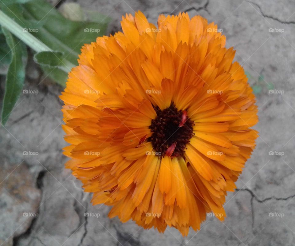 Beautiful yellow colour flower with black circle really so beautiful