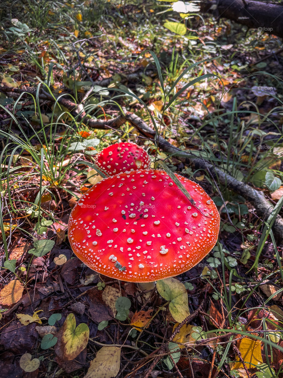 Mushrooms in autumn forest in sunny day