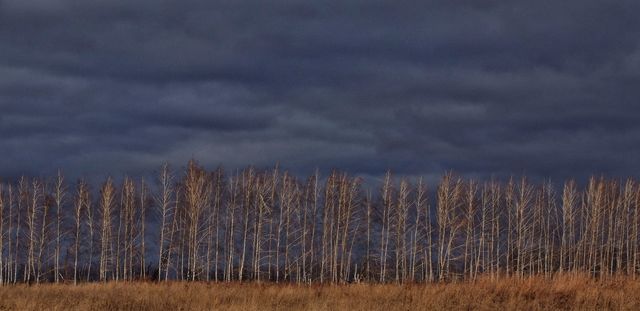 Birch trees over dramatic sky. 