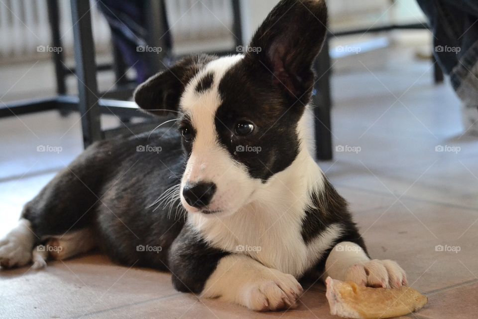 Very cute little pup with dreamy look