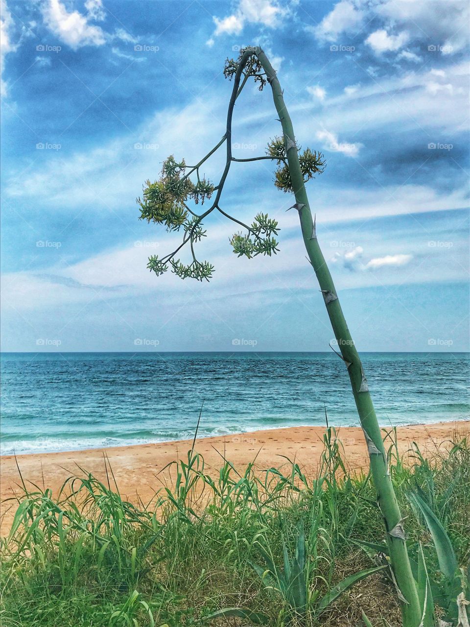 Scenic beach scene