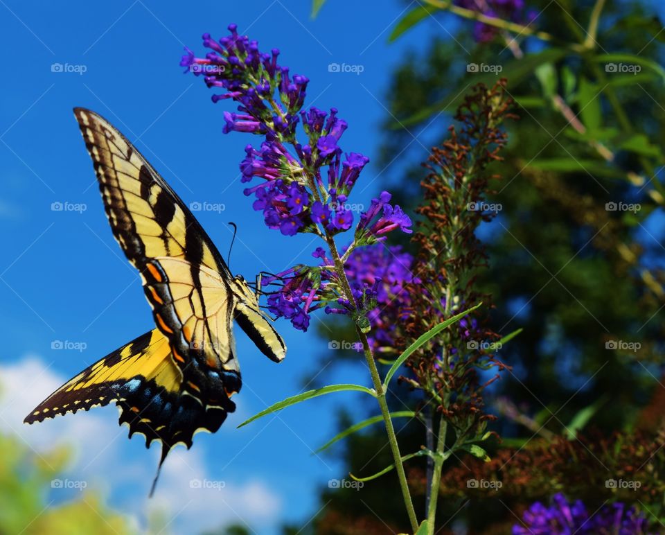 Close-up of butterfly with flower