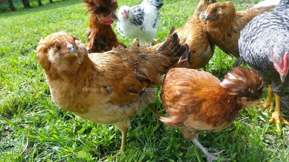 first thing. chickens are freed each morning before anything else