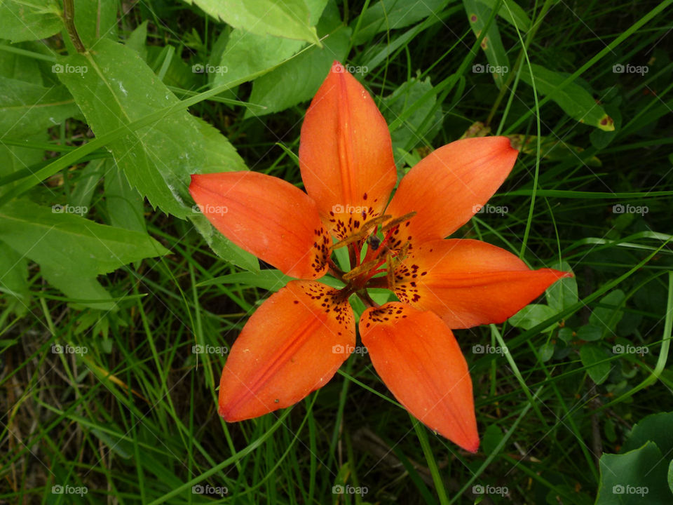 Tiger Lily in the wild
